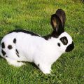 Opis a charakteristika králikov žalúdka, pravidlá chovu