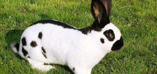Stroach tavşanlarının tanımı ve özellikleri, üreme kuralları