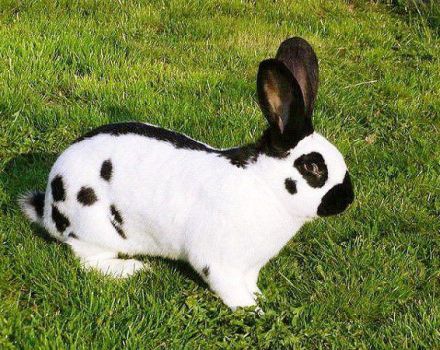 Descripción y características de los conejos stroach, reglas de reproducción.