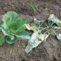 Why cabbage leaves wither and what to do, how to water