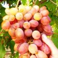 Julijos vynuogių veislės ir derliaus savybių, auginimo ypatybių aprašymas
