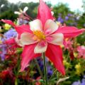 Rules for planting and caring for aquilegia in the open field