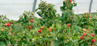 How to properly care for remontant raspberries for a good harvest