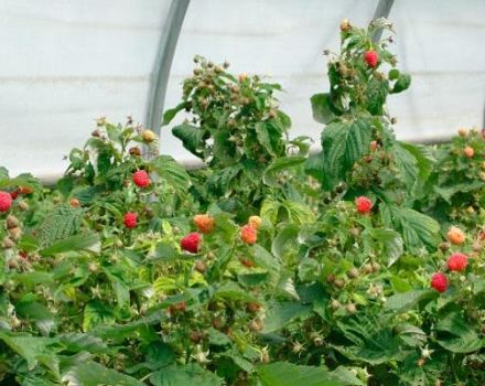Sådan ordnes pleje af remontant hindbær til en god høst