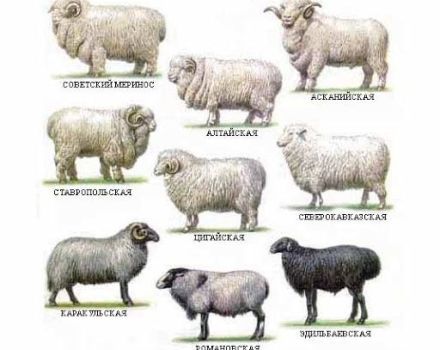 Namen en kenmerken van Georgische schapenrassen, welke u beter kunt kiezen