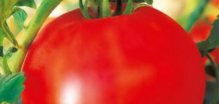 Charakteristika a popis odrůdy rajčat Olya, její výnos