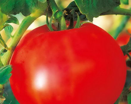 Egenskaper och beskrivning av tomatsorten Olya, dess utbyte