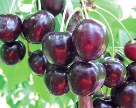 Descripción y características de las variedades de cereza Michurinskaya, plantación y cuidado.