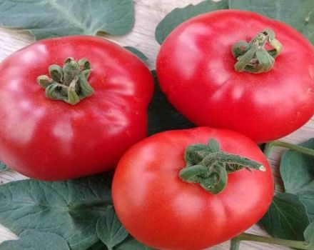 Description of the tomato variety Parodist, cultivation features
