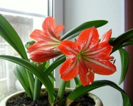 Chọn nhiều loại hoa loa kèn trong nhà, cách trồng và chăm sóc tại nhà