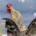 ¿Cuántos pollos necesitas por gallo para la fertilización?