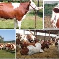 Top 2 sustava i 2 najbolja načina čuvanja i uzgoja stoke, tehnologija