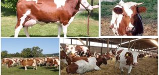 Opis a vlastnosti červenobielych kráv, ich obsah
