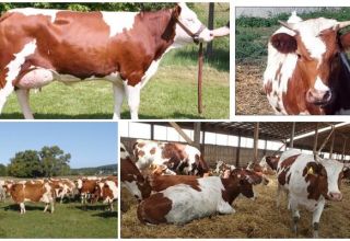 Beschrijving en kenmerken van roodbonte koeien, hun inhoud