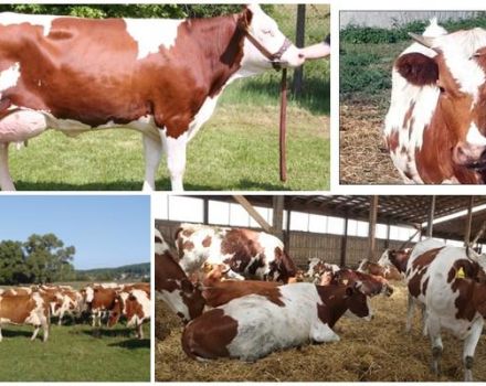 Top 2 sustava i 2 najbolja načina čuvanja i uzgoja stoke, tehnologija