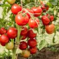 Egenskaber og beskrivelse af tomatsorten Lyubasha og dens udbytte