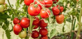 Charakteristiky a opis odrody rajčiaka Lyubasha a jeho úrody