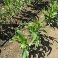 Kako odabrati sortu i uzgajati kukuruz u ljetnoj kućici na otvorenom polju?