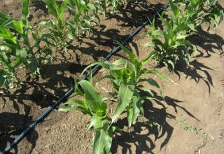 Jak si vybrat odrůdu a pěstovat kukuřici v letní chalupě na otevřeném poli?