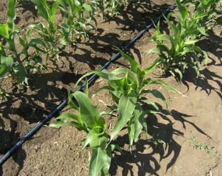 Jak wybrać odmianę i wyhodować kukurydzę w letnim domku na otwartym polu?