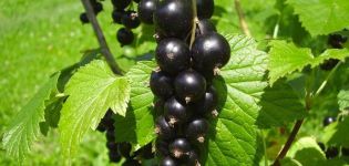 Descripción y características de la variedad de grosella Black Pearl, plantación y cuidado.