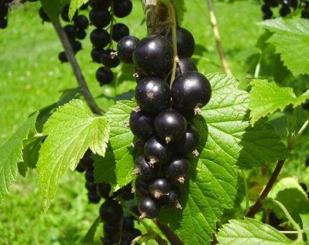 Mô tả và đặc điểm của giống nho Ngọc trai đen, cách trồng và chăm sóc