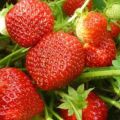 Beschreibung und Eigenschaften von Erdbeeren der Sorte Sudarushka, Pflanzschema und Pflege