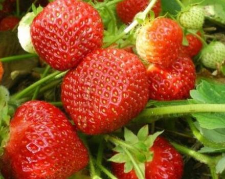 Descrierea și caracteristicile căpșunilor din soiul Sudarushka, schema de plantare și îngrijire