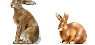 How a hare differs from a rabbit, a comparison of species and is it possible to cross