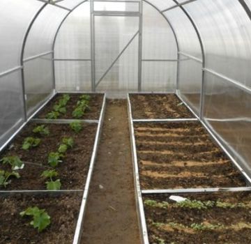 Regole di base per piantare pomodori in una serra 3x6