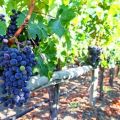 Cómo atar correctamente las uvas a un enrejado en primavera, métodos e instrucciones paso a paso para principiantes