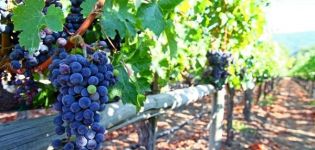 Cómo atar correctamente las uvas a un enrejado en primavera, métodos e instrucciones paso a paso para principiantes