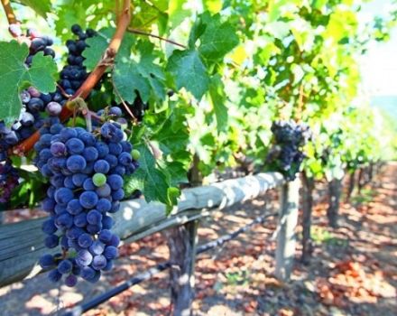 Kako pravilno vezati grožđe s tresetom u proljeće, metode i detaljne upute za početnike