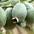 Growing and caring for feijoa in the open field and at home, useful properties