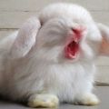 Waarom konijnen bijten en hoe je ze kunt spenen, wat te doen na een hapje