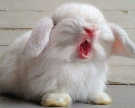 Perché i conigli mordono e come puoi svezzarli, cosa fare dopo un morso