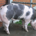 Descripción y características de la raza, mantenimiento y cría de cerdos Pietrain.