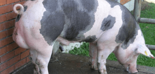 Beschrijving en kenmerken van het Pietrain-varkensras, onderhoud en fokkerij