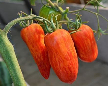 Lajikkeen ominaisuudet ja kuvaus Tomaattien liekkejä