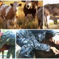 El agente causante y los síntomas de la leucemia en el ganado, ¿cómo se transmite el peligro para los humanos?