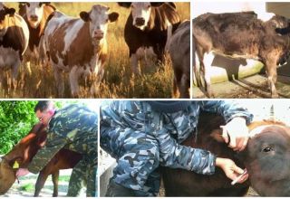 The causative agent and symptoms of leukemia in cattle, how is the danger to humans transmitted