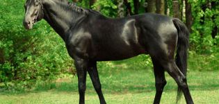 Mô tả giống ngựa thuần chủng và đặc điểm nuôi ngựa
