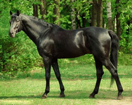 Description of the breed of purebred riding horses and features of the maintenance of horses