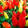 Characteristics and description of varieties of pepper Victoria, Ivanhoe, Tenderness, Blondie, Health