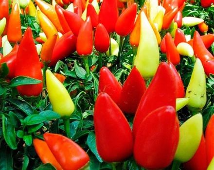 Characteristics and description of varieties of pepper Victoria, Ivanhoe, Tenderness, Blondie, Health