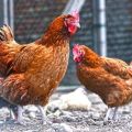 Beskrivning av kycklingrasen Kuchinsky Jubilee, avel och äggproduktion