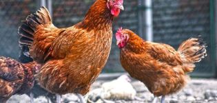 A Kuchinsky Jubileum csirkék fajtájának leírása, tenyésztés és tojástermelés