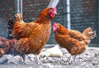 Beschreibung der Hühnerrasse Kuchinsky Jubiläum, Zucht und Eierproduktion