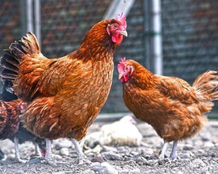 Beschreibung der Hühnerrasse Kuchinsky Jubiläum, Zucht und Eierproduktion