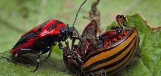 Nemici naturali dello scarabeo della patata del Colorado in natura: chi lo mangia?